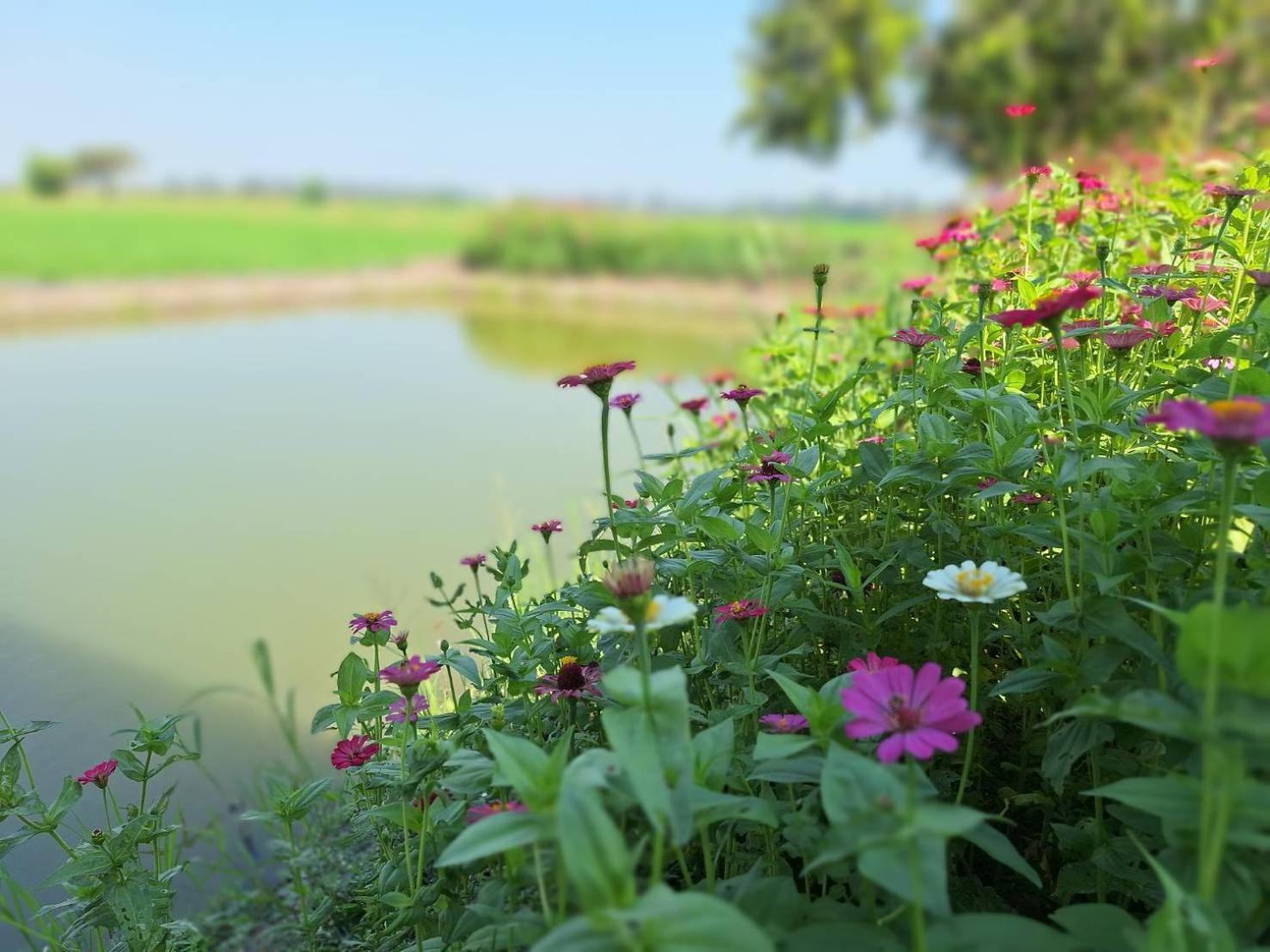 The 99 Cottage Suphanburi Extérieur photo